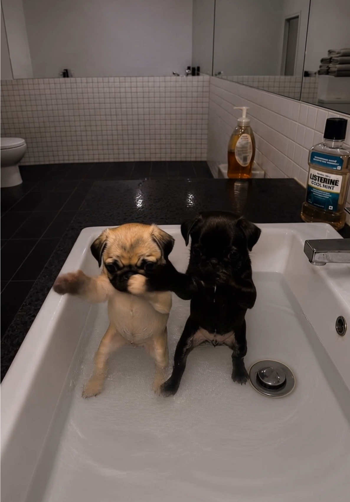 DogMotion video with Biscuit and Nugget