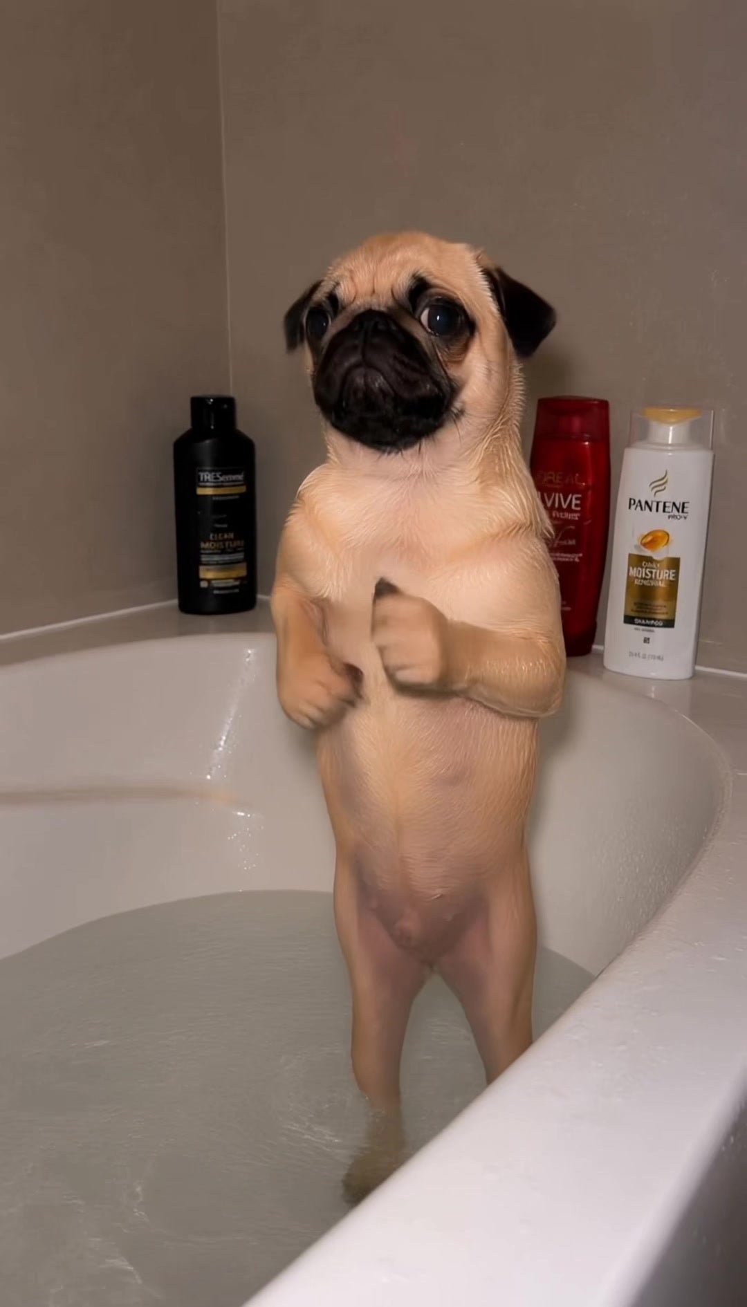 Biscuit, the cream pug